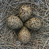 American Avocetborder=