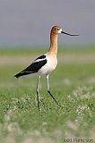 American Avocet