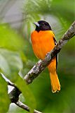 Baltimore Oriole