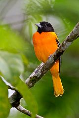 Baltimore Oriole