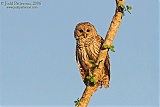 Barred Owl