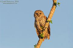 Barred Owl