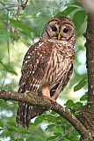 Barred Owlborder=