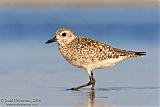 Black-bellied Plover