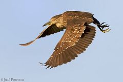 Black-crowned Night Heron