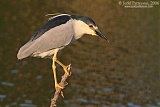 Black-crowned Night-Heronborder=