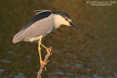 Black-crowned Night Heron