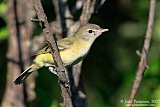 Bell's Vireo