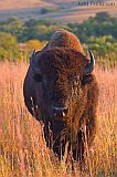 Plains Bison