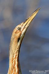 American Bittern