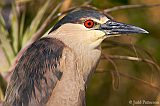 Black-crowned Night-Heronborder=