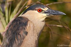 Black-crowned Night Heron