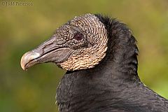 Black Vulture