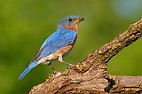 Eastern Bluebirdborder=