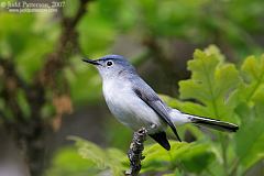 Blue-gray Gnatcatcher