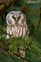 Boreal Owl