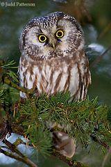 Boreal Owl