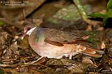 Bridled Quail-Doveborder=