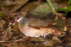 Bridled Quail-Dove