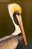 Brown Pelican