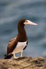 Brown Booby