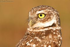 Burrowing Owl