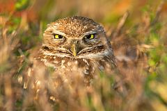 Burrowing Owl