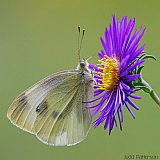 Butterfly Searcher