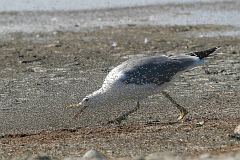 California Gull