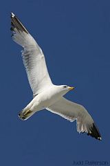 California Gull