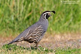 California Quail