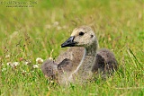 Canada Gooseborder=