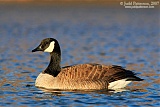 Canada Gooseborder=