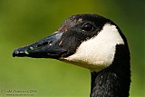 Canada Goose