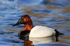 Canvasback