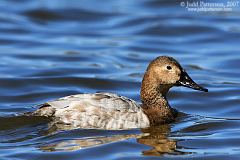 Canvasback