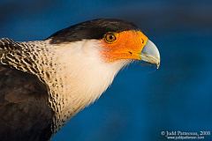 Crested Caracara