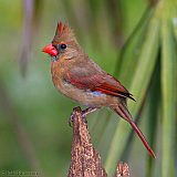 Northern Cardinalborder=