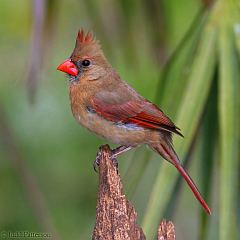 Northern Cardinal