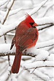 Northern Cardinalborder=