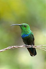 Green-throated Carib