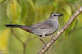 Gray Catbirdborder=