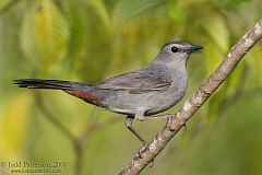 Gray Catbird