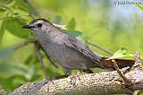 Gray Catbirdborder=