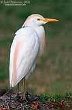 Cattle Egret