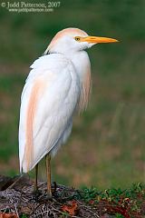 Western Cattle-Egret