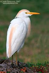 Cattle Egret