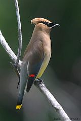 Cedar Waxwing