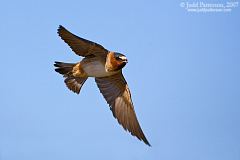 Cliff Swallow