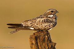 Common Nighthawk